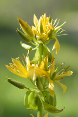 macrophotography of yellow gentian in french mountain