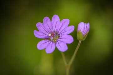 macrophotography of geranium grass in french mountain