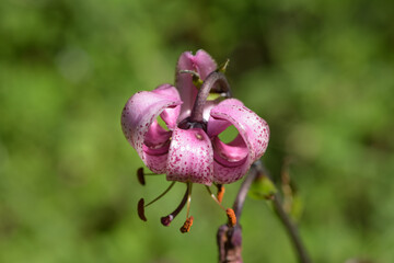 macrophotography of lily martagon in french mountain