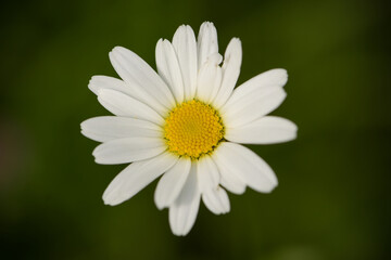 Obraz premium macrophotography of common daisy in french mountain