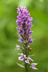 macrophotography of spotted orchis in french mountain