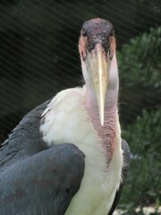 アフリカハゲコウ