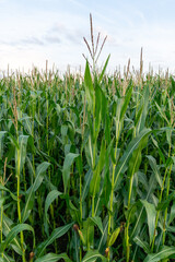 Corn field near Loenen