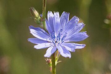 Bl&uuml;te der Wegwarte