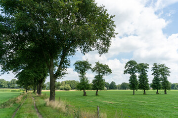 Trees in a field near Loenen and Eerbeek in The Netherlands