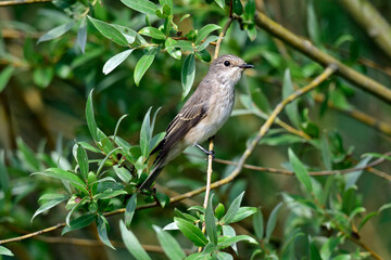 Spotted flycatcher // Grauschn&auml;pper (Muscicapa striata) 