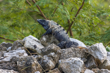 Primer plano de iguana rayada