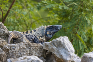 Primer plano de iguana rayada