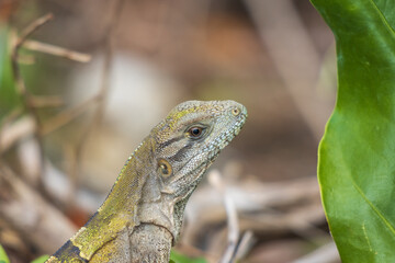 Enfoque selectivo de una iguana joven salvaje en las rocas contra un fondo borroso