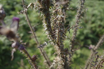 Vegetation in the countryside
