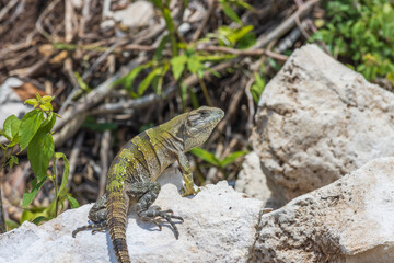 Enfoque selectivo de una iguana joven salvaje en las rocas contra un fondo borroso