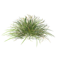 Front view of Plant (grass lawn 2) Tree white background 3D Rendering Ilustracion 3D