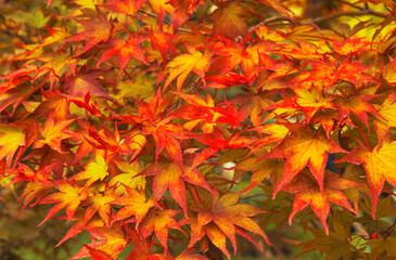 Autumn maple leaves