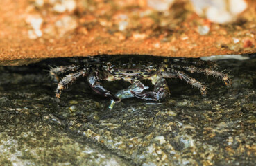 Sea crab