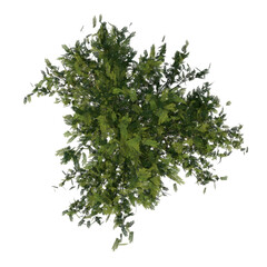 Top view of Plant (Thornless honey locust- 1) Tree white background 3D Rendering Ilustracion 3D