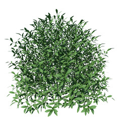 Front view of Plant ( Gem Box Inkberry holly Ilex glabra 1) Tree white background 3D Rendering Ilustracion 3D