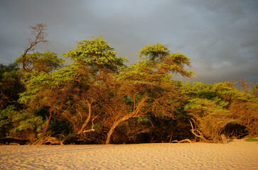 Strand 1