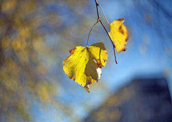 Yellow autumn leaves of a birch on a tree branch lit by the bright sun on a blurred background of house. Fall.
