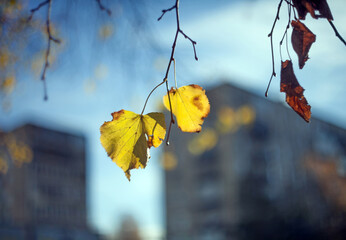 Yellow autumn leaves of a birch on a tree branch lit by the bright sun on a blurred background of house. Fall.