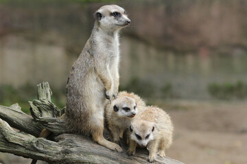 drei Erdmännchen auf einem Baumstamm