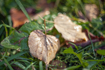 Yellow autumn maple leaves on the grass lying on a blurred background with shiny dew. Fall.