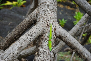 Gecko 2