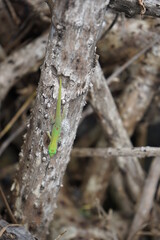 Gecko 1
