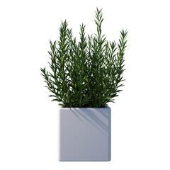 Front view of Plant (Potted Vase with Indoor Plant 4) Tree white background 3D Rendering Ilustracion 3D