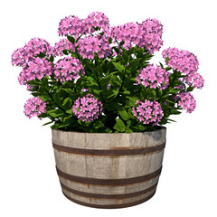 Front view of Plant Flower (Flowerpot Vase with hydrangea 1) Tree white background 3D Rendering Ilustracion 3D