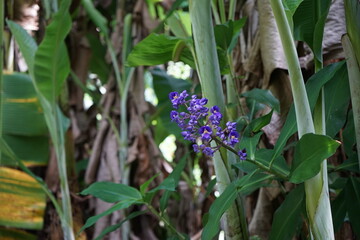 Blume Makro 6