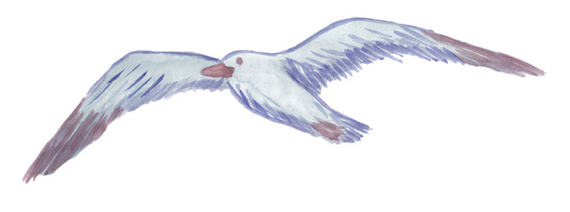 Watercolor drawing of blue flying gull isolated on white background. Hand-drawn clipart of a bird with outstretched wings