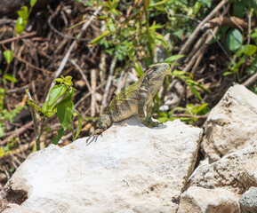Enfoque selectivo de una iguana joven salvaje en las rocas contra un fondo borroso
