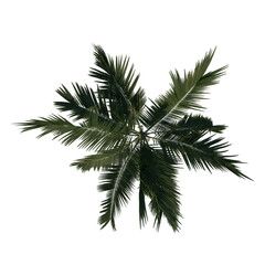 Top view tree ( Alexander palm Tree Palm 2) Tree white background 3D Rendering Ilustracion 3D