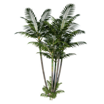Front view of Plant (Generic Palm tree 2) Tree white background 3D Rendering Ilustracion 3D