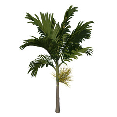 Fototapeta premium Front view tree (Young Areca catuche Tree Palm 2) Tree white background 3D Rendering Ilustracion 3D