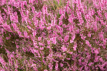 Obraz premium Blooming wild purple common heather (Calluna vulgaris).