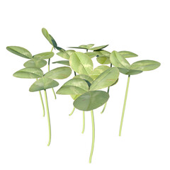 Front view of Plant (Trifolium stoloniferum 1) Tree white background 3D Rendering Ilustracion 3D