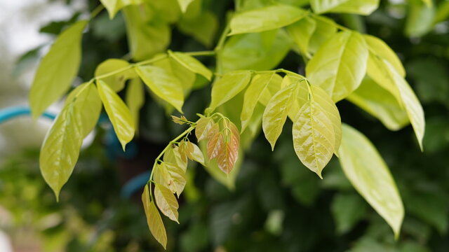 Beautiful shiny leaves of Pongamia Pinnata tree or honge mara during summer season