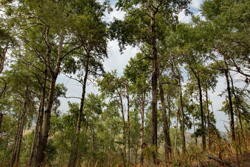 Fototapeta premium trees and sky