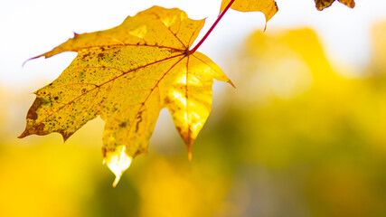 Yellow autumn leaves on trees. Autumn nature background with bokeh. Maple leaves, fall background