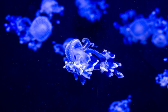 White-spotted jellyfish (Phyllorhiza punctata), also known as the Australian spotted jellyfish. Wild life animal. White-spotted jellyfish in dark water. Medusa isolated on blue background. © Kateryna