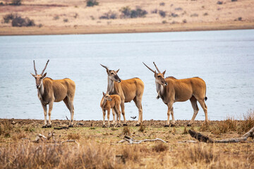 Naklejka na ściany i meble A group of common eland antilopes taurotragus oryx at Mankwe Dam, Pilanesberg National Park, South Africa