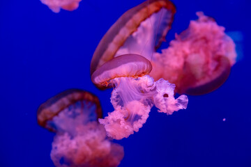 Jellyfishes. Beautiful jellyfish, medusa in the neon light with the fishes. Aquarium with pink...