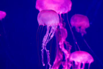 Jellyfishes (Pelagia noctiluca). Beautiful jellyfish, medusa in the neon light with the fishes....