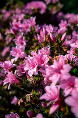 pink flowers in the garden