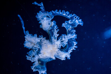 Medusa animal close-up shot. Beautiful jellyfish. Underwater life in ocean jellyfish. The exciting...