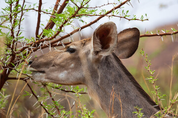 Female Greater Kudu antelope Tragelaphus strepsiceros feeding from acacia tree, Pilanesberg National Park, South Africa