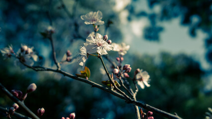 blossom in spring