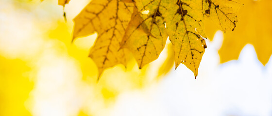 Autumn yellow leaves of maple tree in autumn park. Yellowed maple leaves on blurred background. Golden autumn concept. Copy space