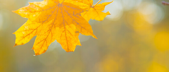 Fototapeta na wymiar Autumn yellow leaves of maple tree in autumn park. Yellowed maple leaves on blurred background. Golden autumn concept. Copy space